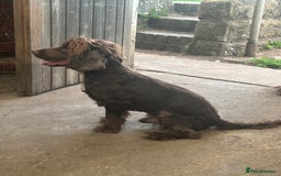 Cocker Spaniel dogs for sale: (reserved)💛Loving Home Wanted for a Special Dog - Image 4
