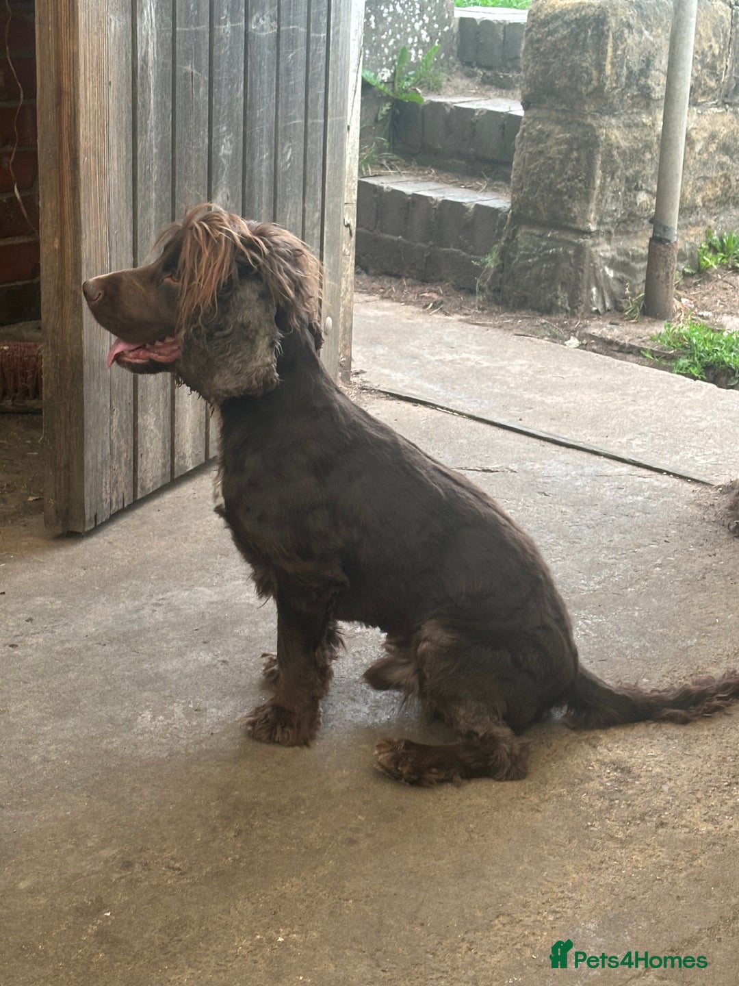 Cocker Spaniel dogs for sale: (reserved)💛Loving Home Wanted for a Special Dog - Image 4