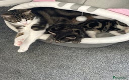 Mixed Breed cats for sale: 2 x 11 week old Female Kittens must go together!  - Image 2