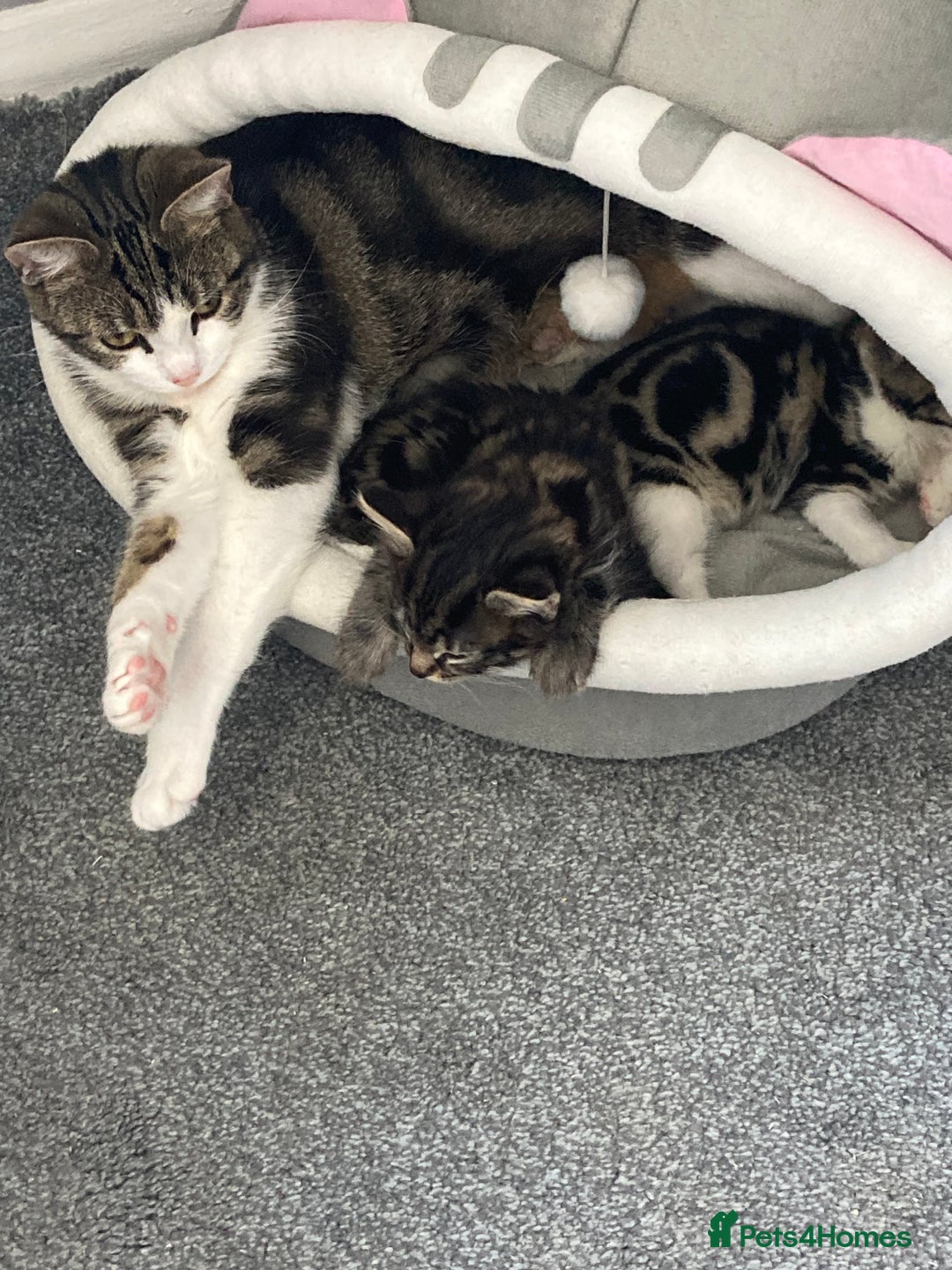 Mixed Breed cats for sale: 2 x 11 week old Female Kittens must go together!  - Image 2