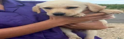 Labrador Retriever dogs for sale: Labrador puppies ready to leave! - Advert 7