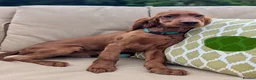 Irish Setter dogs for sale: Kennel Club Irish Setter Puppies  - Advert 22