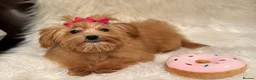 Maltipoo dogs for sale: Maltipoo red golden apricot small puppies ready - Advert 4
