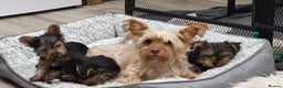 Yorkshire Terrier dogs for sale: Yorkshire Terriers puppies from Licensed Breeder  - Advert 5