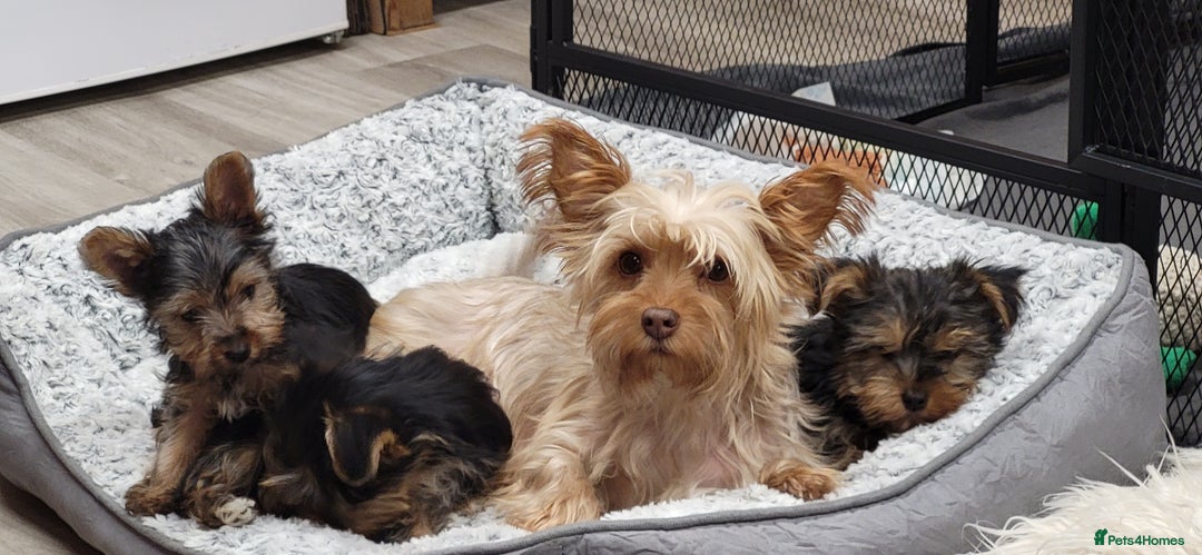Yorkshire Terrier dogs for sale: Yorkshire Terriers puppies from Licensed Breeder  - Advert 5