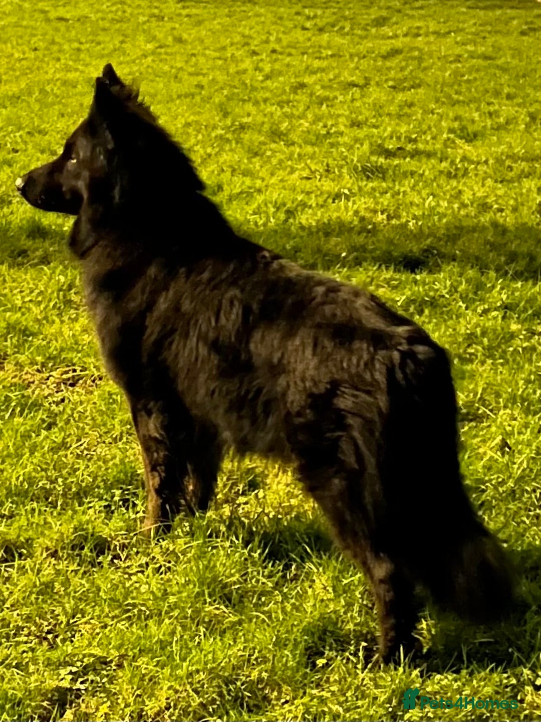 German Shepherd dogs for stud: Old-fashioned type GERMAN SHEPHERD at stud - Advert 7