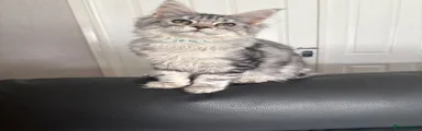 Maine Coon Kitten 6