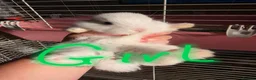 French Lop rabbits for sale: Baby French lops for sale - Advert 7