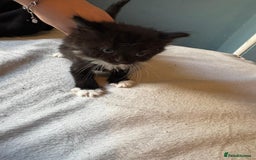 Mixed Breed cats for sale: Kittens - Image 2