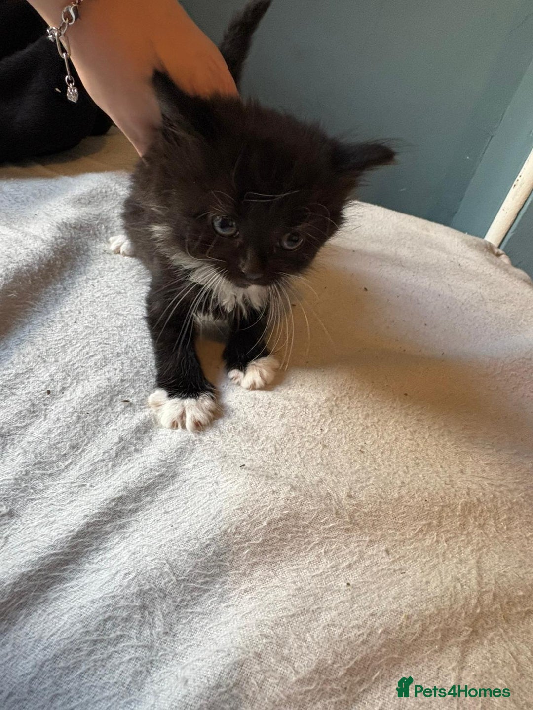 Mixed Breed cats for sale: Kittens - Image 2