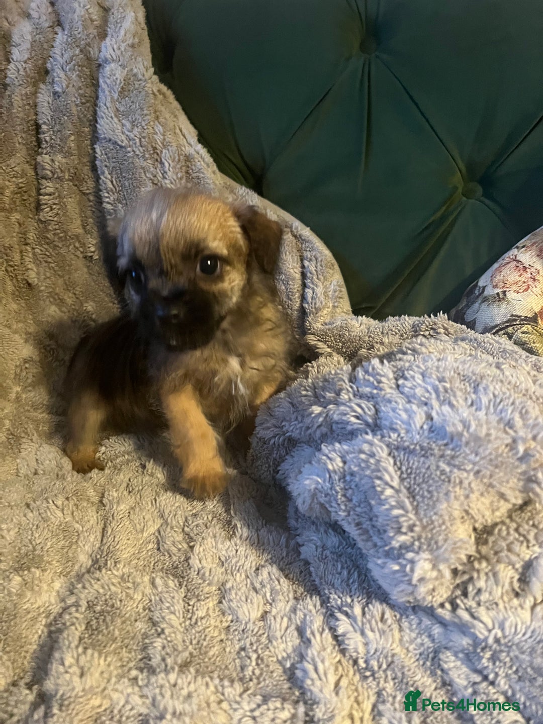 Border Terrier dogs for sale: Very special little girl - Image 2