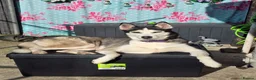 Siberian Husky dogs for sale: 3 year old Female Siberian Husky  - Advert 5