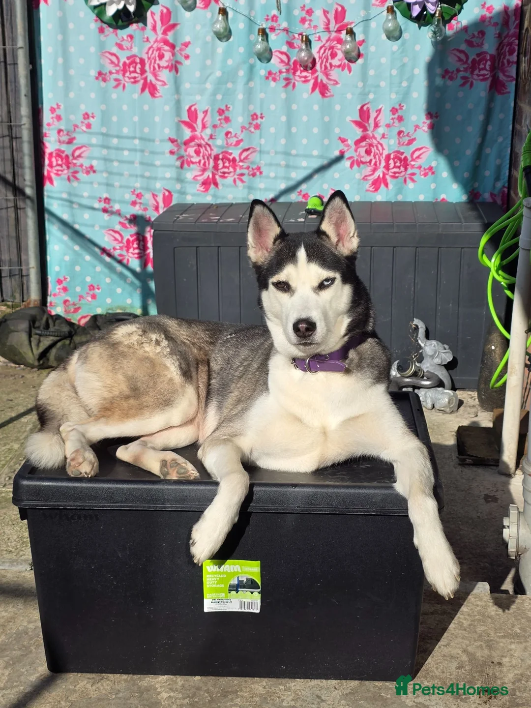 Siberian Husky dogs for sale: 3 year old Female Siberian Husky  - Advert 5