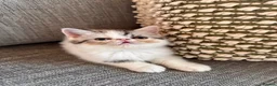 Exotic cats for sale: Exotic Persian kittens - Advert 13