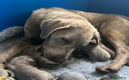 Labrador Retriever dogs for sale: Stunning litter of Silver & Charcoal Lab pups  - Image 20