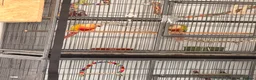 Conures birds for sale: Conure - Advert 1