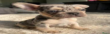 French Bulldog 3