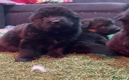 German Shepherd dogs for sale: Stunning German Shepherd Puppies  - Image 10