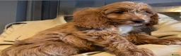 Cockapoo dogs for sale: 5 Cockapoo puppies ready now - Advert 7