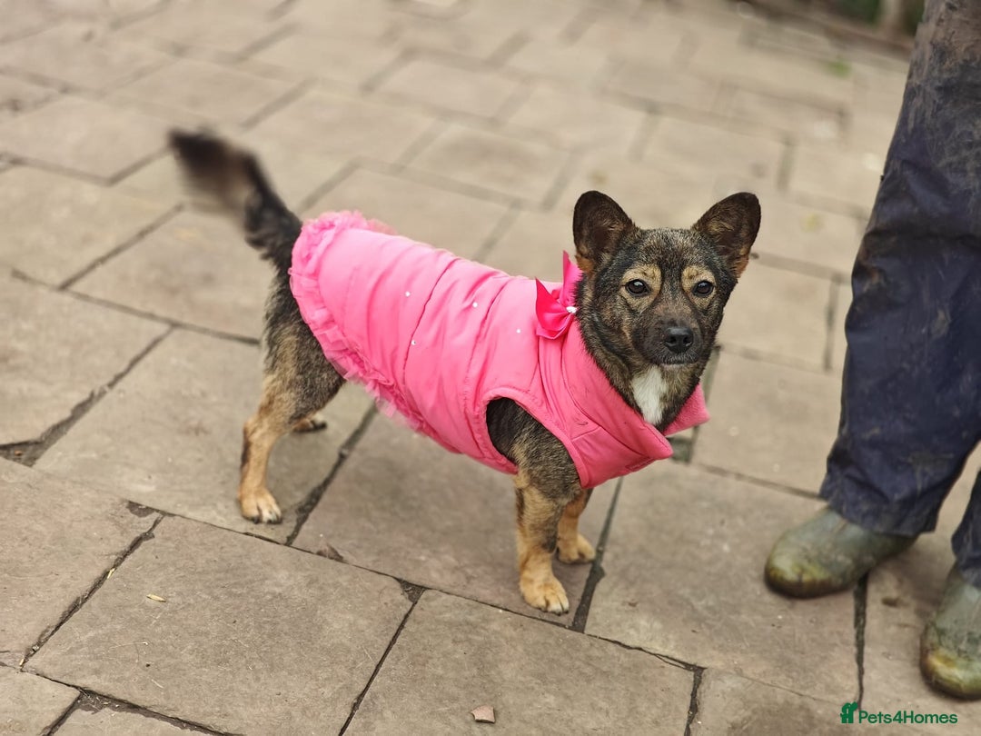 Mixed Breed dogs for adoption: 💖🐶 KELLY 🐶💖 - Image 5