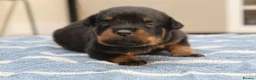 Rottweiler dogs for sale: Exceptional KC Pedigree Rottweilers - Advert 5