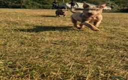 Mixed Breed dogs for sale: American bully x Shar pei  - Image 4