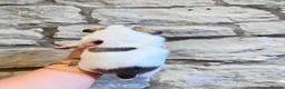 Jack Russell dogs for sale: Jack Russell  - Advert 3