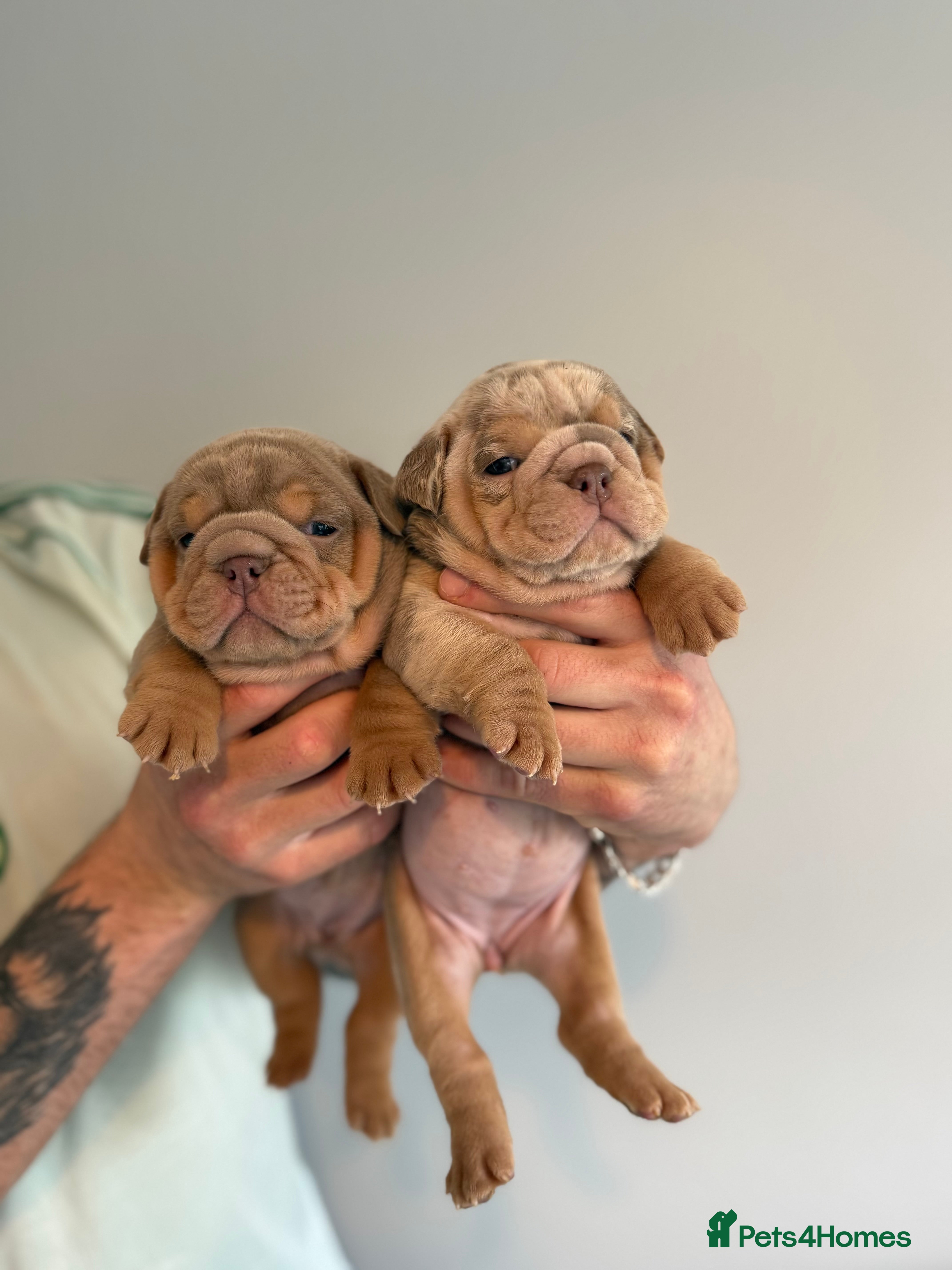 English Bulldog dogs for sale: English bulldog puppies  - Advert 9