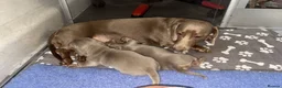 Miniature Dachshund dogs for sale: LILAC KC REGISTERED MINATURE DACHSHUND PUPPIES  - Advert 10