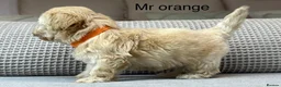 Maltipoo dogs for sale: BEAUTIFUL MALTIPOOS FROM DNA TESTED CLEAR PARENTS  - Advert 21