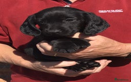 Cockerdor dogs for sale: AMAZING COCKERDOR/COCKADOR PUPPIES - Image 13