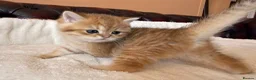 British Shorthair cats for sale: Top quality Golden BSH - Advert 10