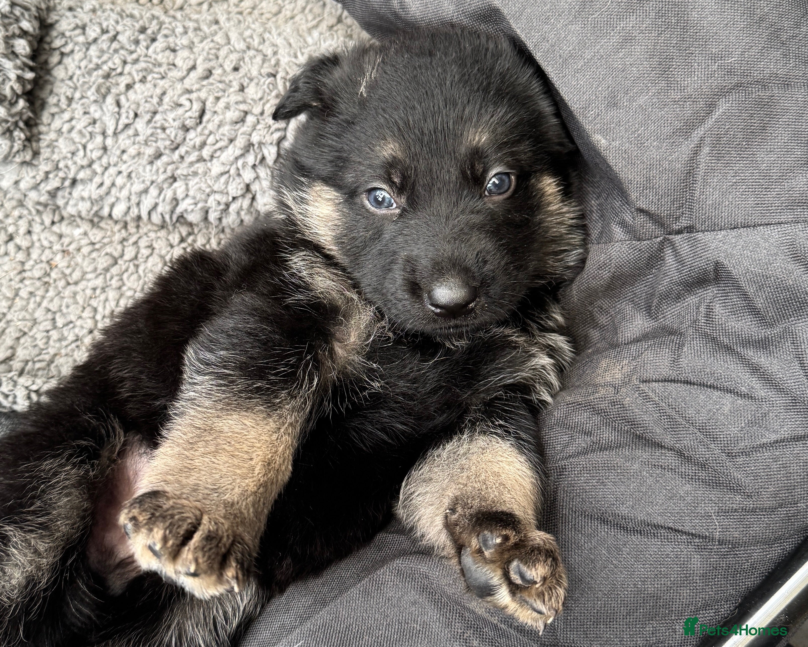 German Shepherd dogs Black & Tan GSD Puppies - Advert 2