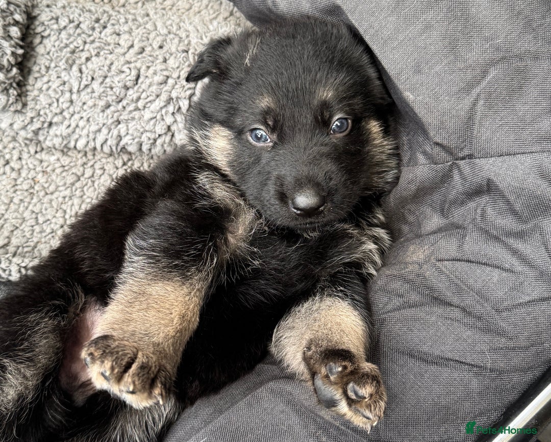 German Shepherd dogs for sale: Black & Tan GSD Puppies - Advert 1