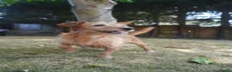Jack Russell dogs for sale: Miniature Jack Russell Puppies  in Windlesham - Advert 14