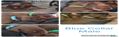 Dobermann Puppy Blue