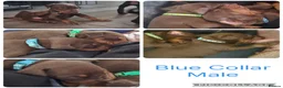 Dobermann dogs for sale: Dobermans For sale. in Oldbury - Advert 7