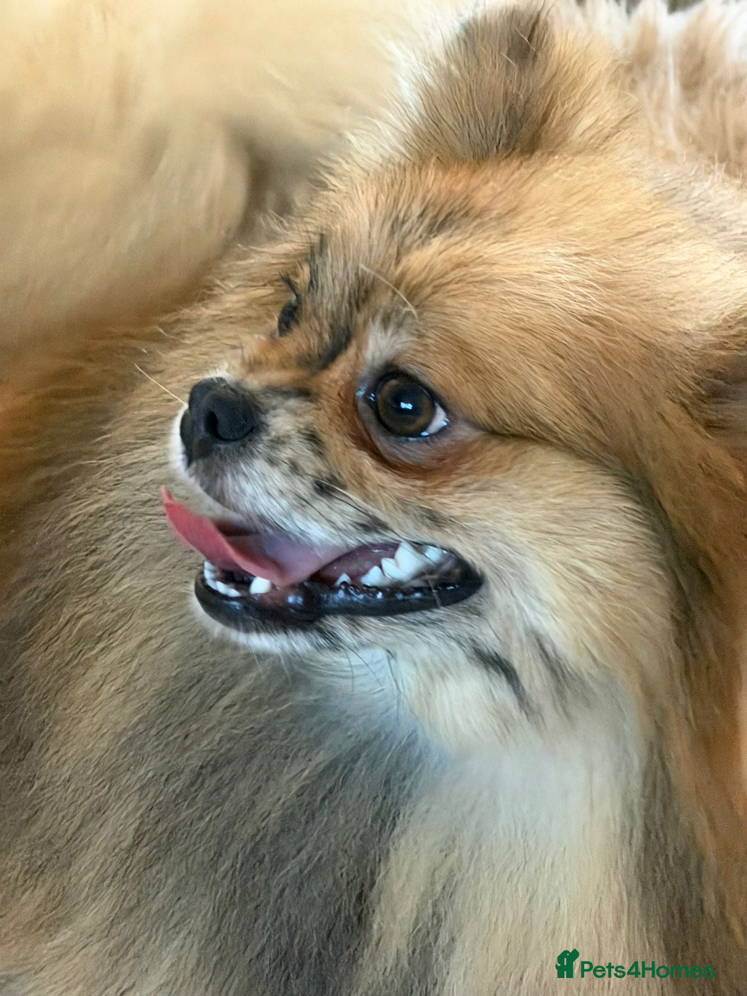 Pomeranian dogs  Adult merle Pomeranians reduced 🌈 - Advert 2