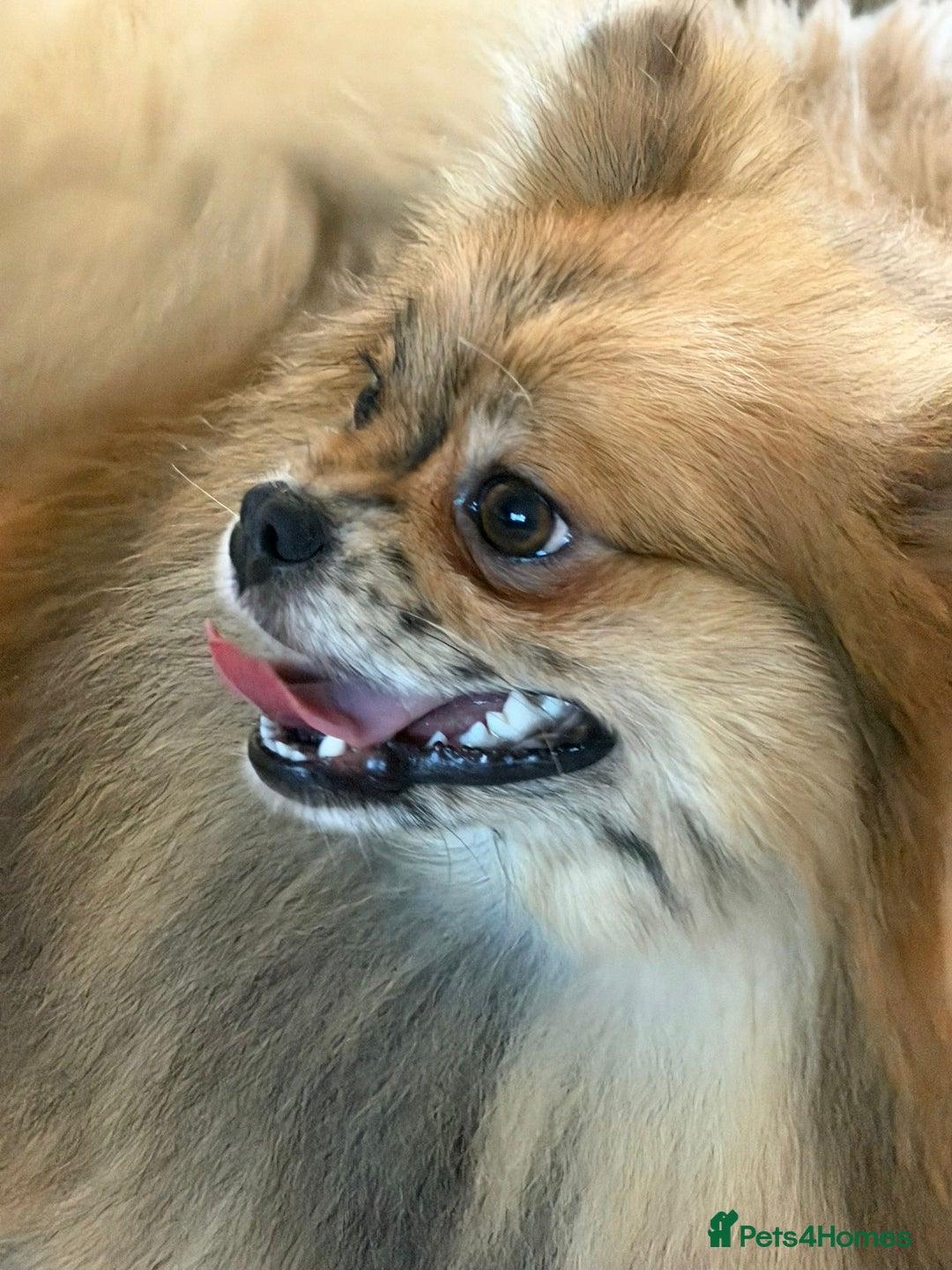 Pomeranian dogs for sale:  Adult merle Pomeranians reduced 🌈 - Advert 2