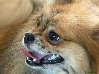 Pomeranian dogs Adult merle Pomeranians reduced 🌈 - Advert 2