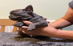 French Bulldog dogs for sale: Stunning healthy French bull dog puppies  - Image 4