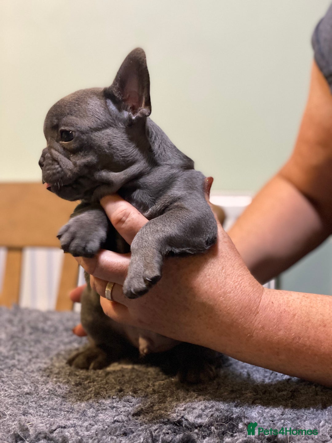 French Bulldog dogs for sale: Stunning healthy French bull dog puppies  - Image 4