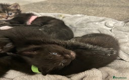 Ragdoll cats for sale: 🐾 Ragdoll Kittens Ready End of November 🐾 - Image 6
