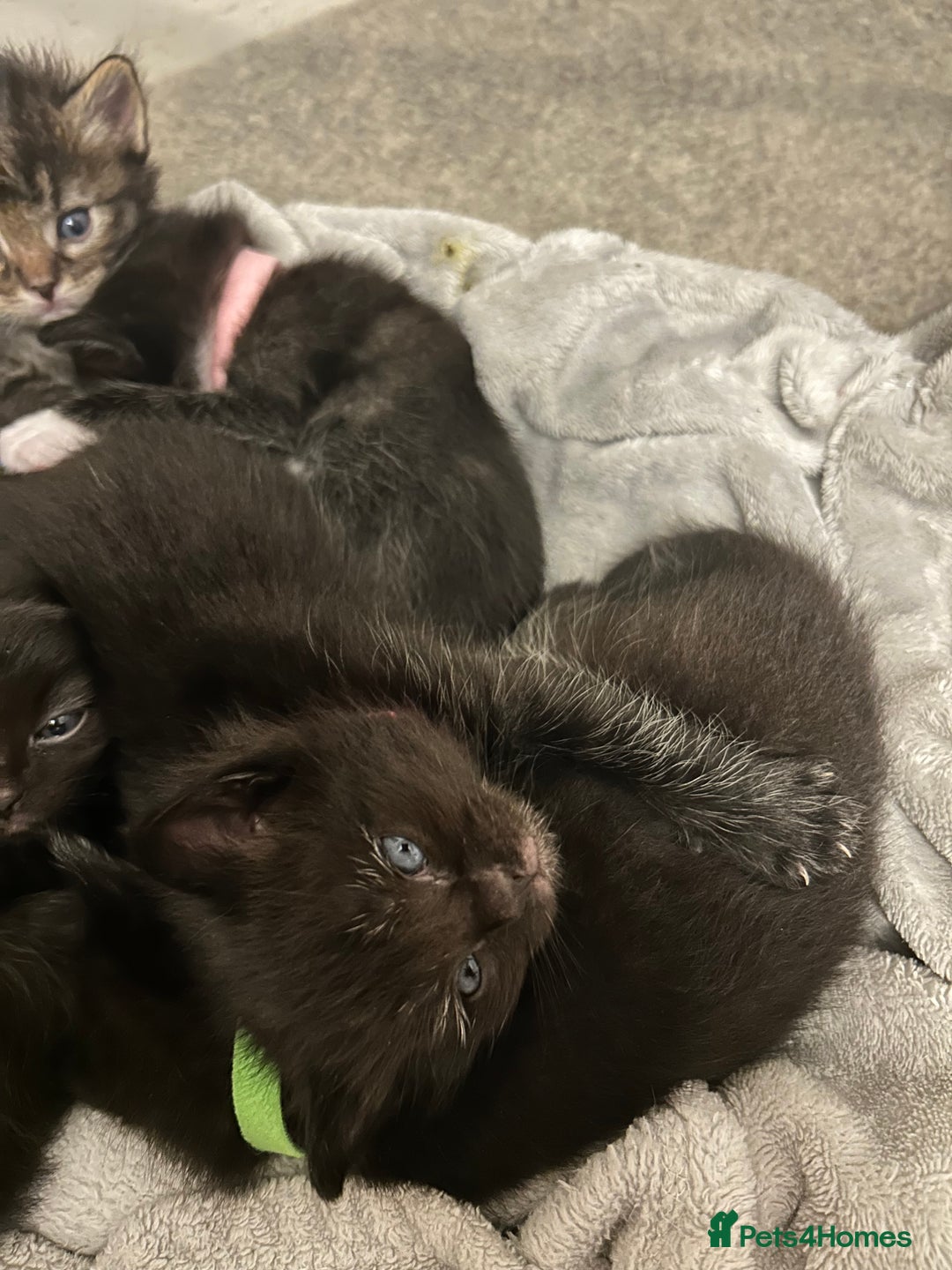 Ragdoll cats for sale: 🐾 Ragdoll Kittens Ready End of November 🐾 - Image 6