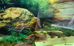 Turtle reptiles for sale: Diamond back terrapin, and Pink belly side neck  - Image 8