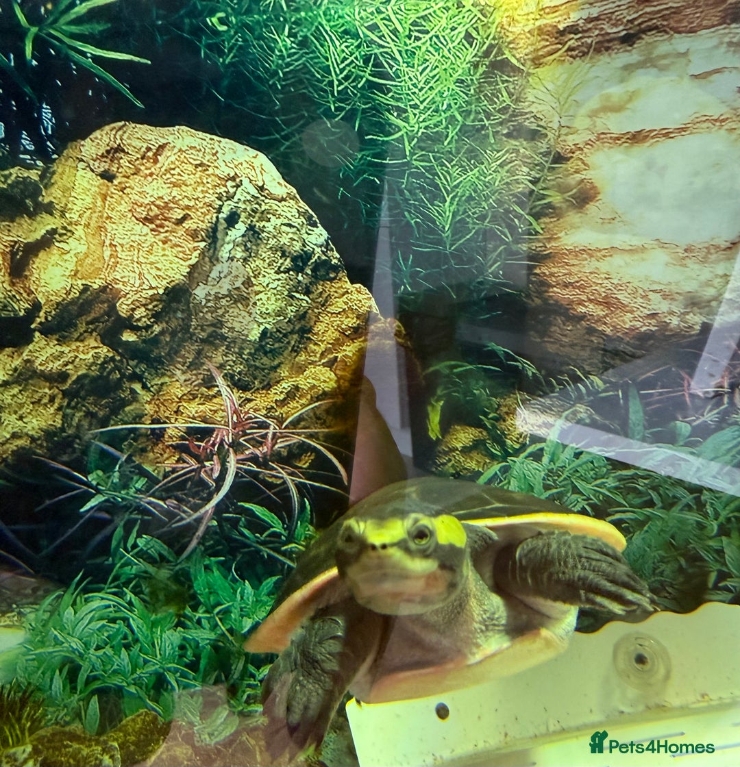Turtle reptiles for sale: Diamond back terrapin, and Pink belly side neck  - Image 8