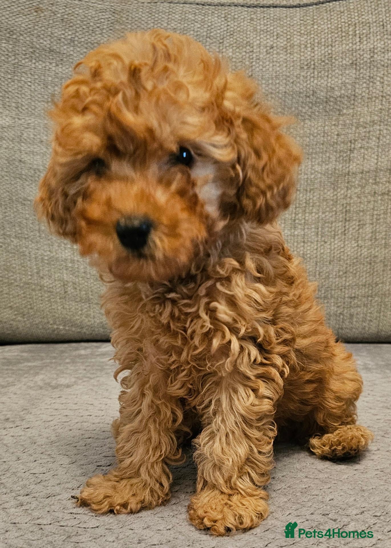 Cavapoo dogs F1b Cavapoo boy!! - Advert 1
