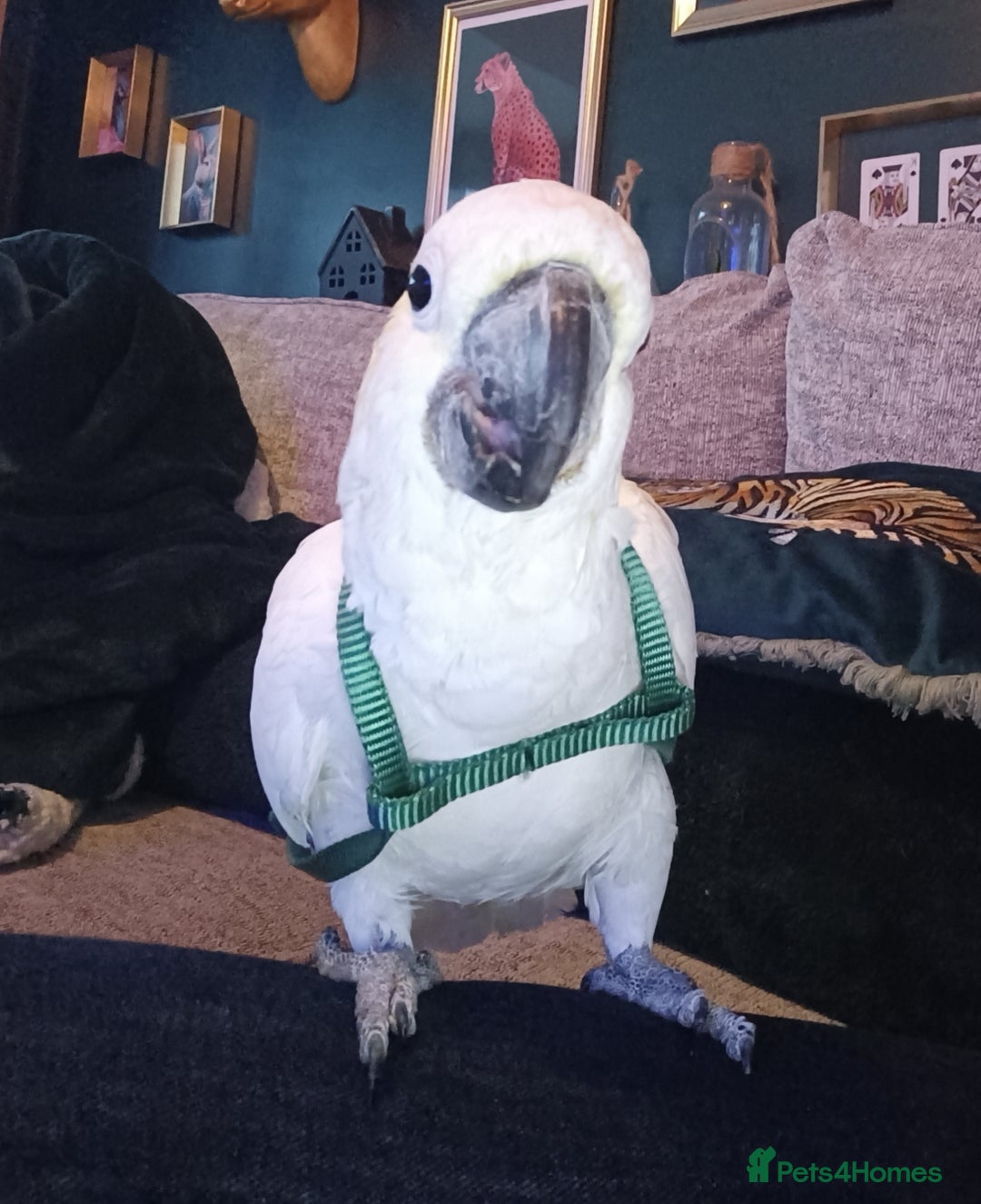 Cockatoo birds for sale: Cockatoo  - Advert 1