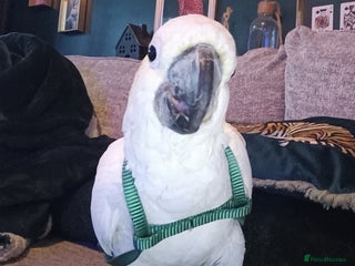 Cockatoo birds Cockatoo - Advert 5