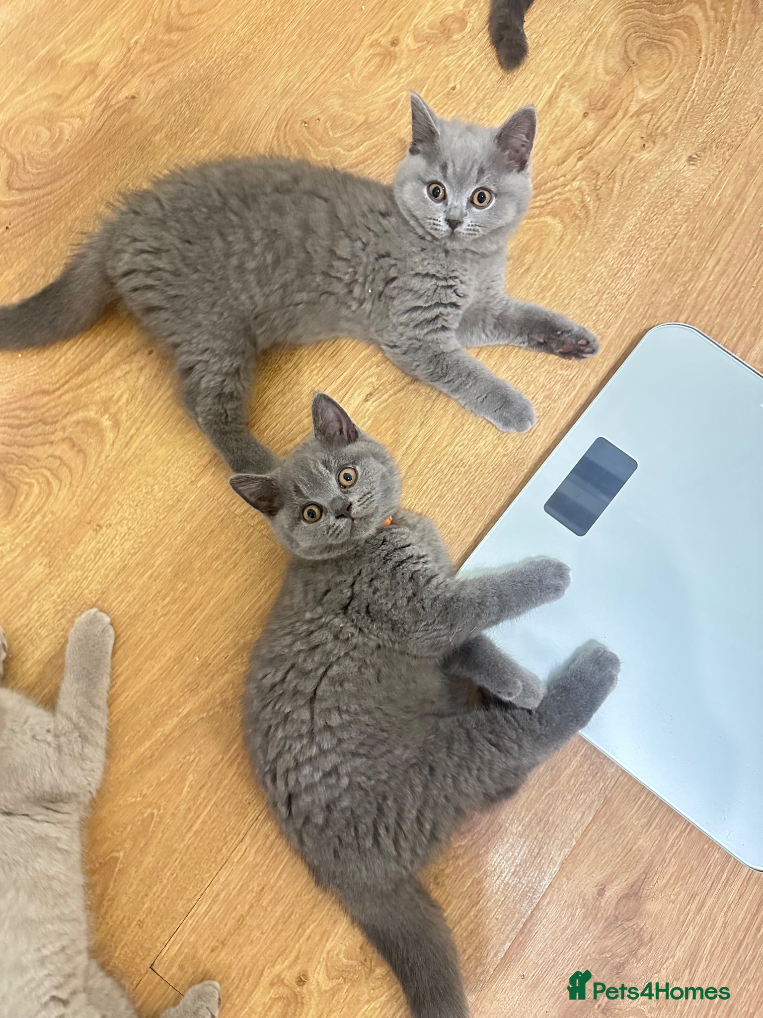 British Shorthair cats Beautiful GCCF ready to leave  - Advert 1